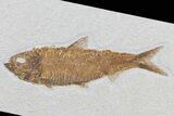 Knightia Fossil Fish - Wyoming #79867-1